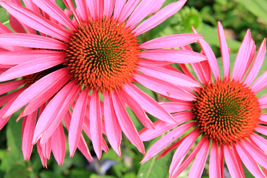 Belgique België Belgium Leuven, Louvain, Fleurs d'été du… Flickr