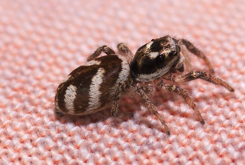 Zebra back spider Wikipedia "Zebra spiders are often note… Flickr