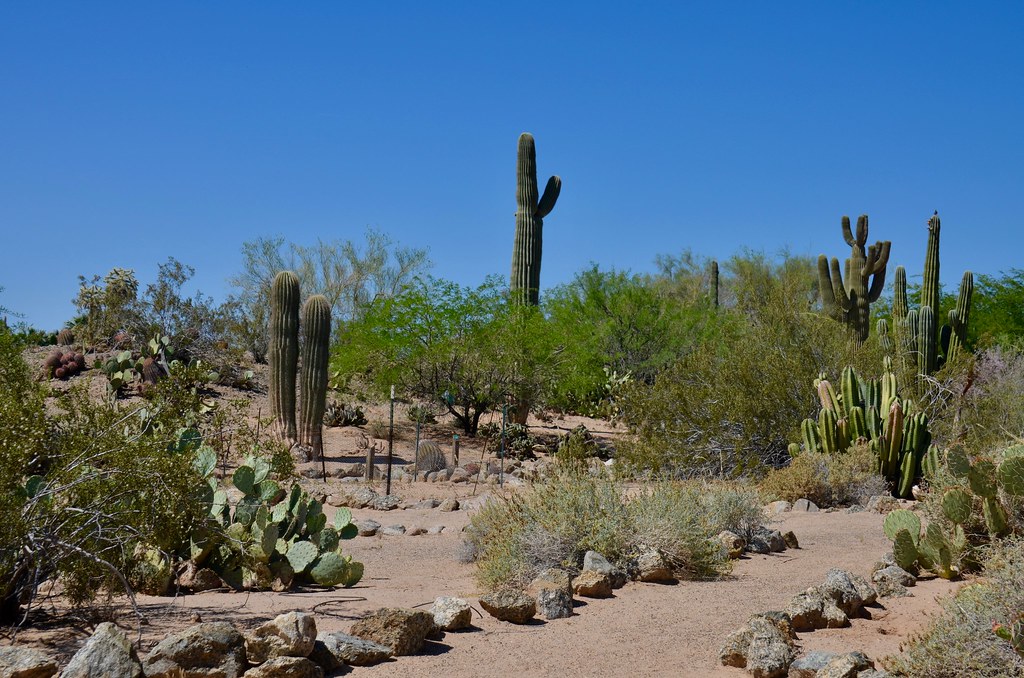 DSC_0391 Yuma Conservation Garden, Yuma, Arizona Maggie Teacher