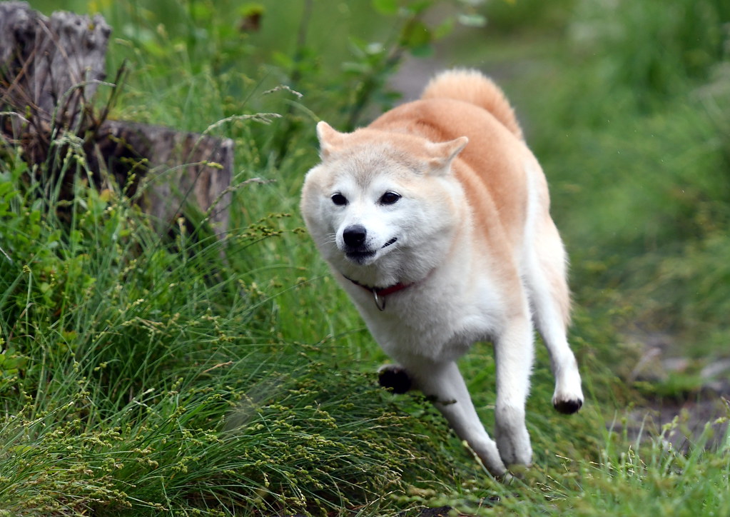 The running Shiba Inu Nikon D500, 70200mm f/2.8G, 155mm