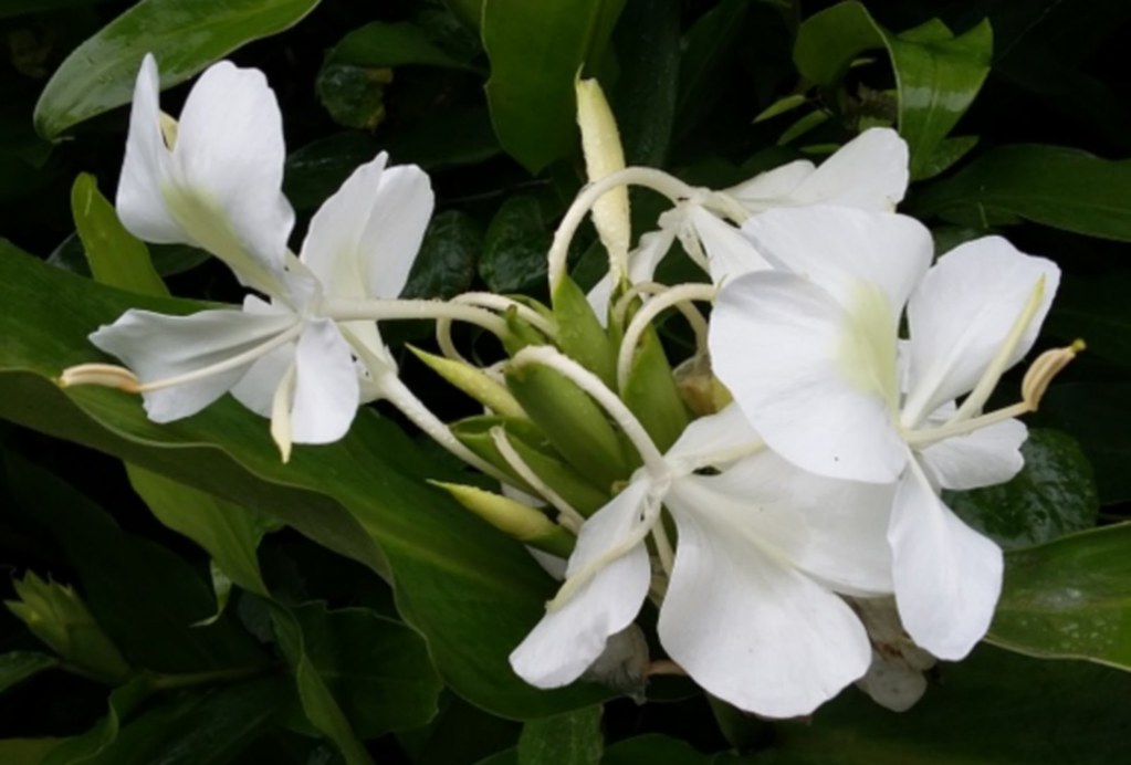 Gingembre sauvage (Hedychium coronarium) Zingibéracée de 2… Flickr