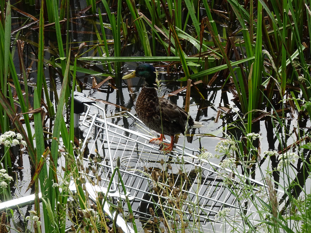 Duck, MonmouthshireBrecon Canal, Cwmbran Retail Park 8 Ju… Flickr