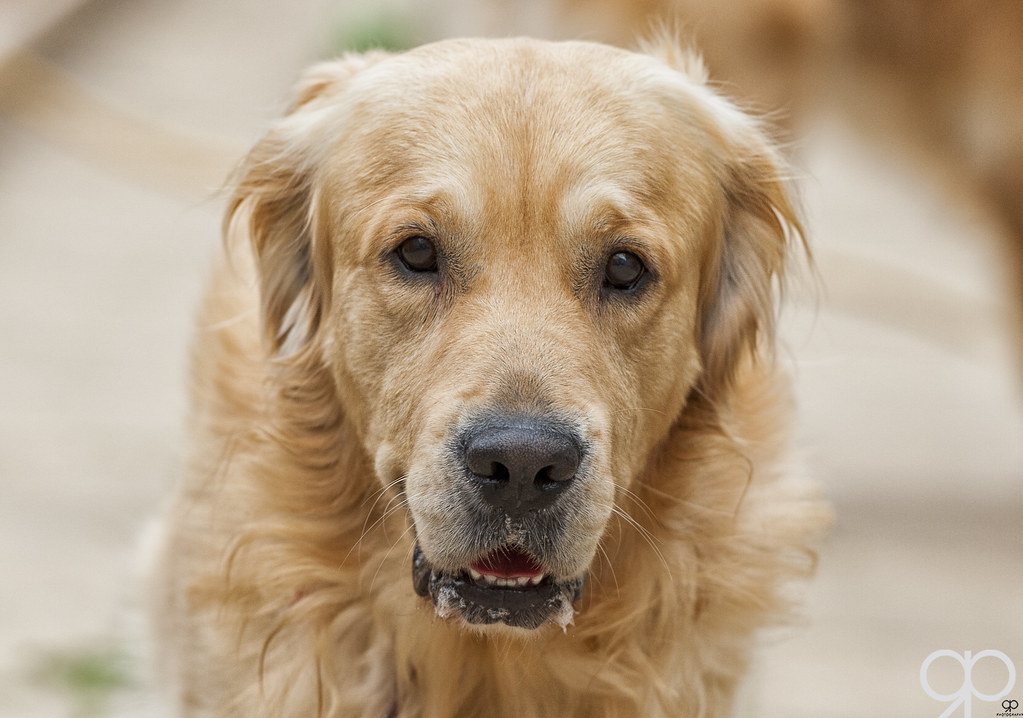 Golden Retriever Russell Parsons Flickr