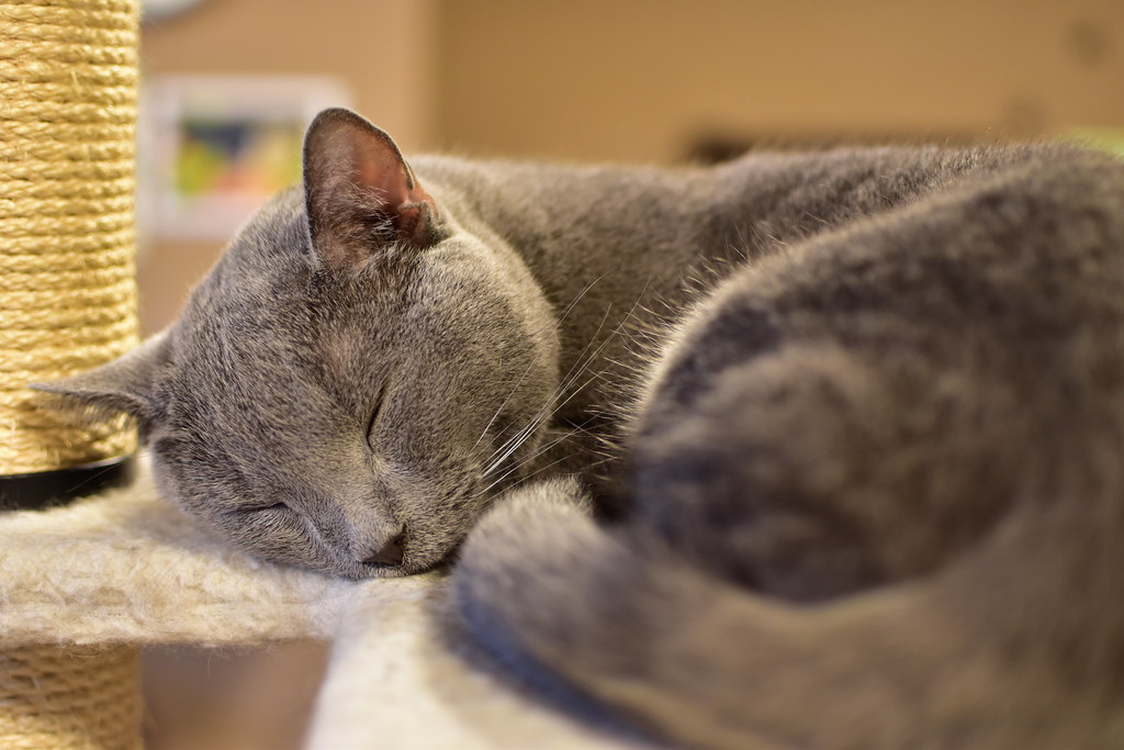 The Sleeper Returns Quite a few of the cats were asleep, e… Flickr