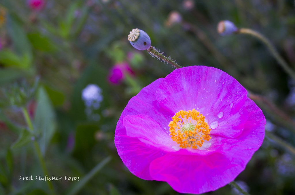 20120619_Backyard wildflowers_0007 Shot these a few years … Flickr