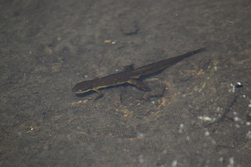 Triton Vert ????? si quelqu'un connait son nom benoit beunardeau