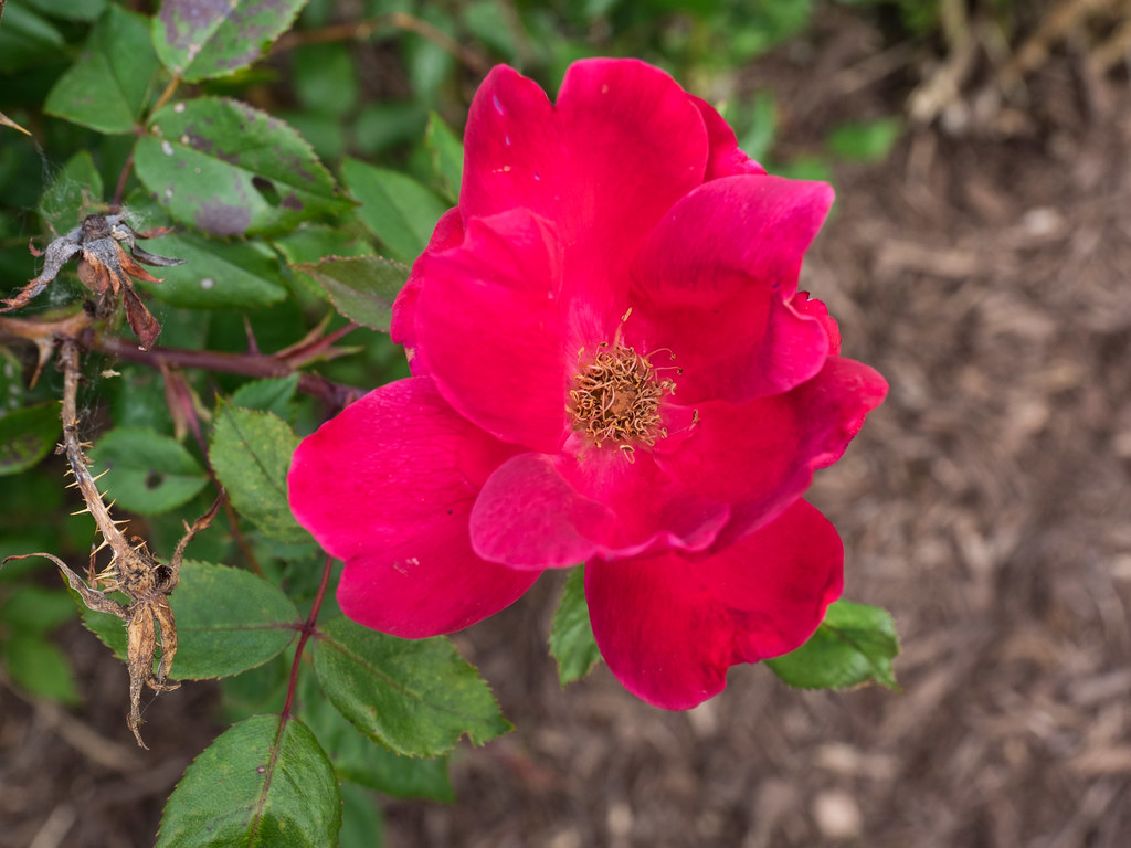 Rosa 'Radrazz', 2017, KNOCKOUT™ Shrub [Rose] "Rosa 'Radraz… Flickr