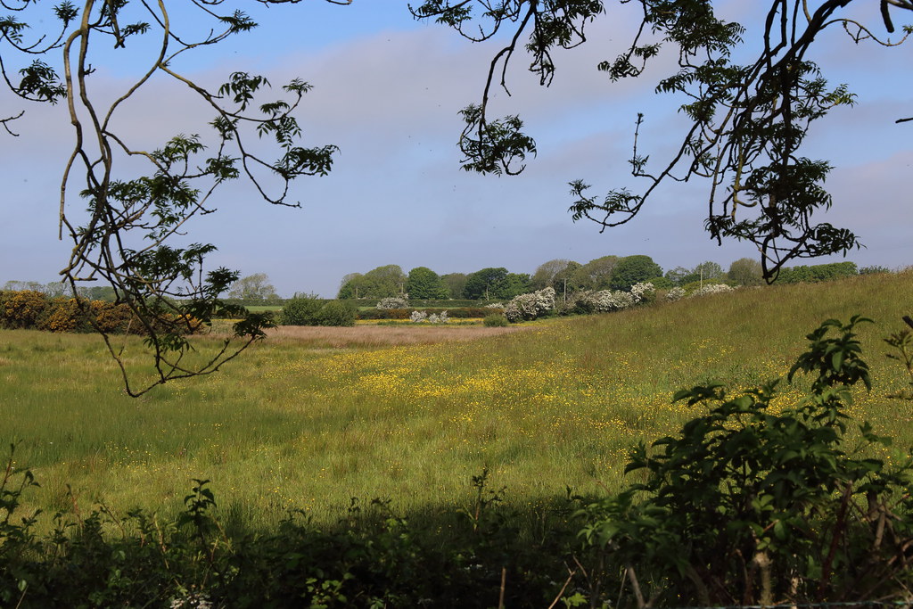 A Cumbria flower meadow between Jericho and Goodyhills. Flickr