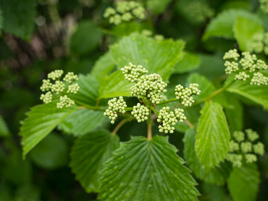 Viburnum dentatum 'Ralph Senior', 2017, Autumn Jazz [Arrow… Flickr