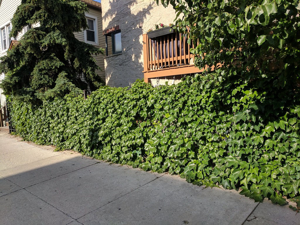 Ivy Chain Link Fence