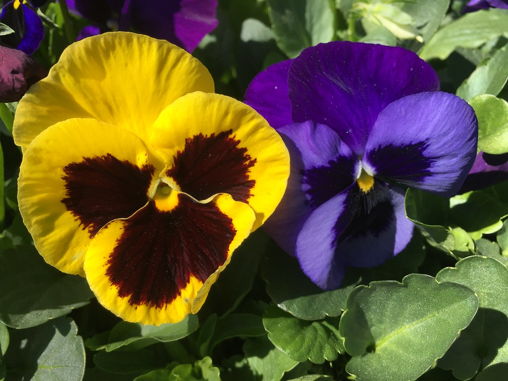 003 Flowers for the soul. Michele Maillet Flickr