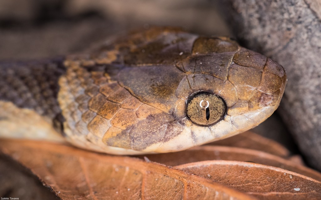 serpenteolhodegatoanelada (Leptodeira annulata) Flickr
