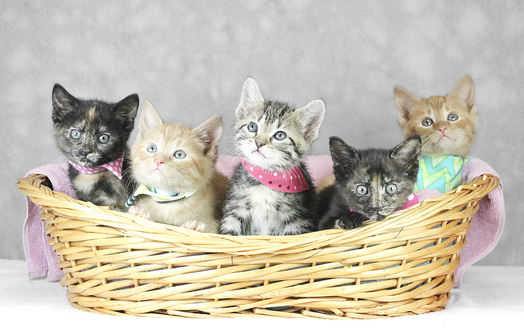 Kittens Kentucky Humane Society Flickr