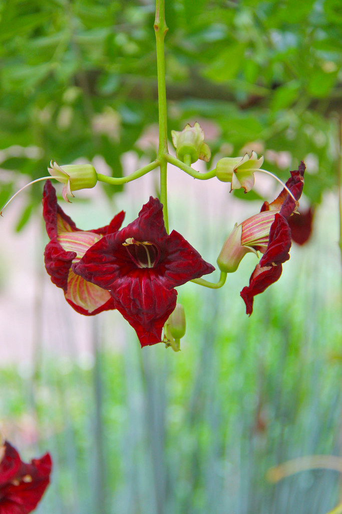 Sausage tree flower. Kigelia is a genus of flowering plant… Flickr