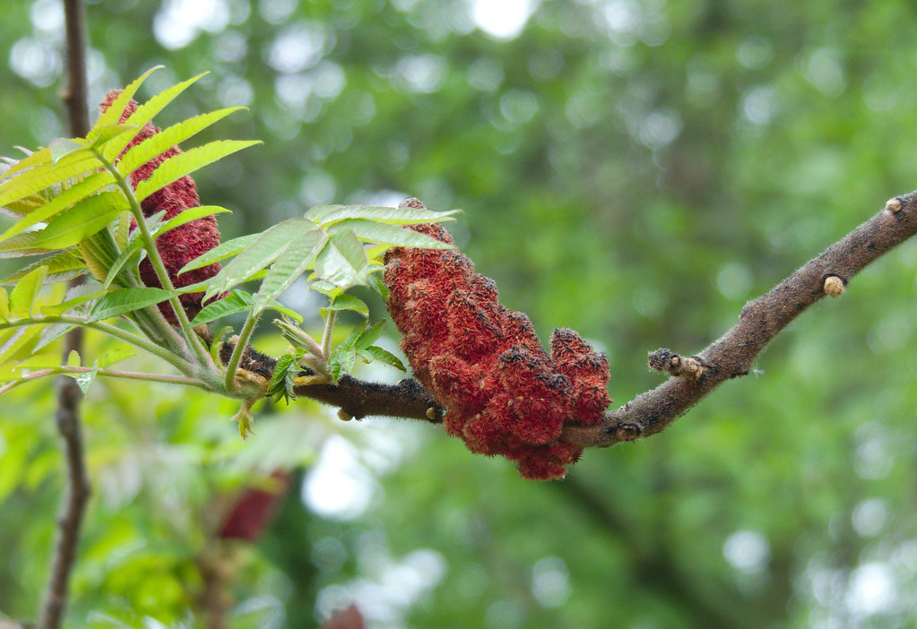 Red fruit of a Staghorn Sumac Rhus typhina Staghorn Suma… Flickr