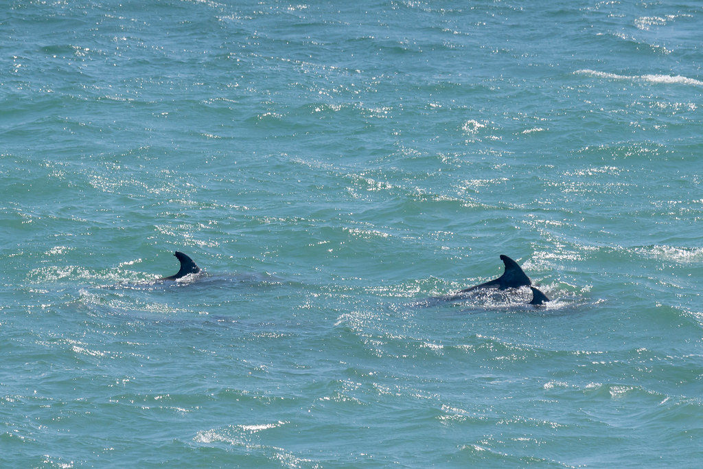 DSC_4381.jpg Common Bottlenose Dolphins, Wilder Ranch Flickr
