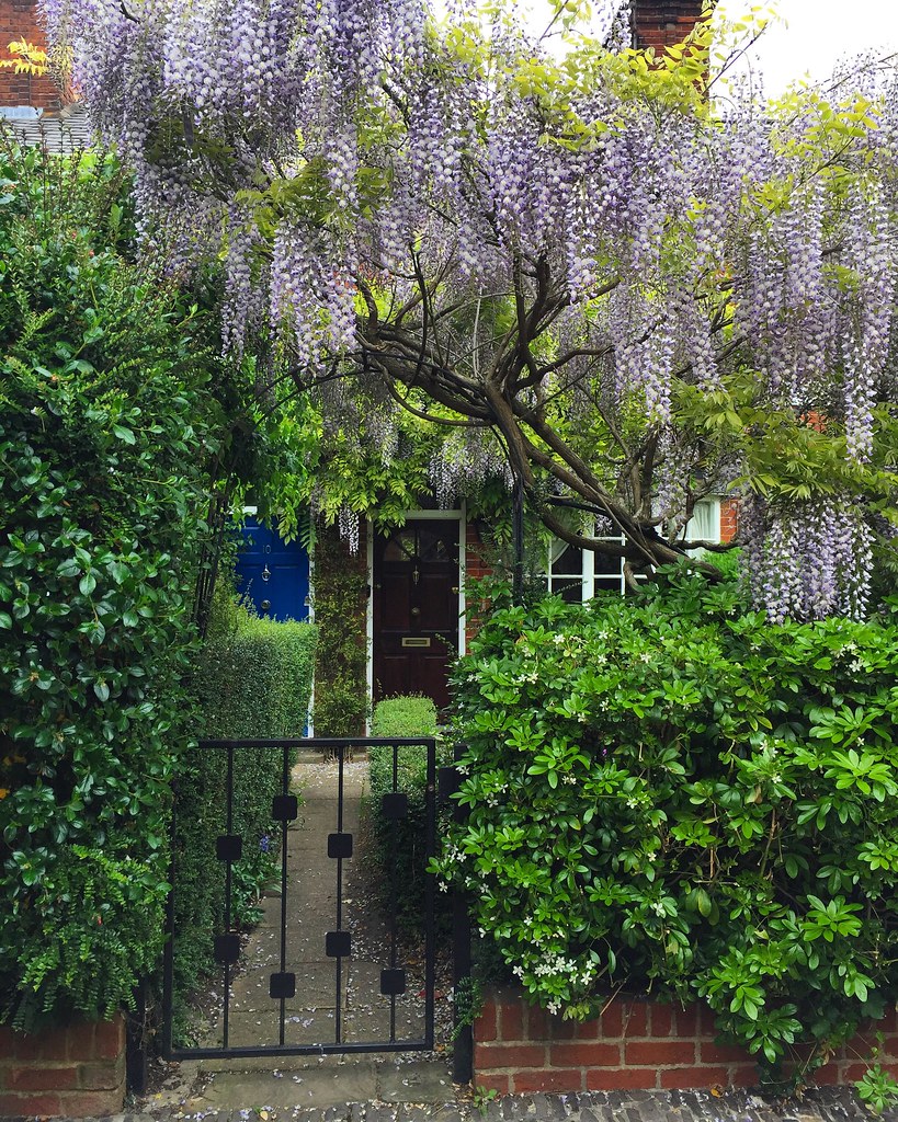 Wisteria Long Garden Walk, Farnham, Surrey. Marc Sayce Flickr