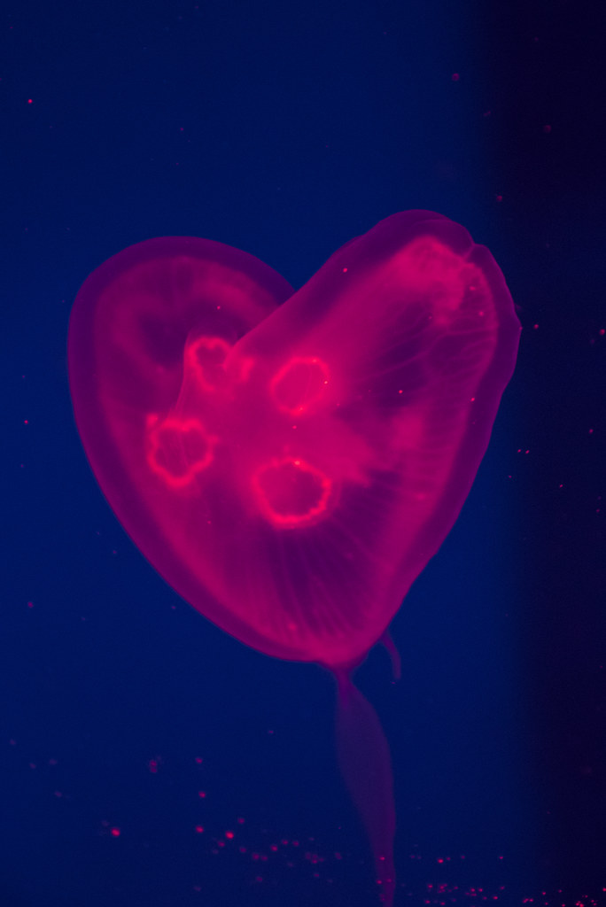 Heart shaped jellyfish a photo on Flickriver