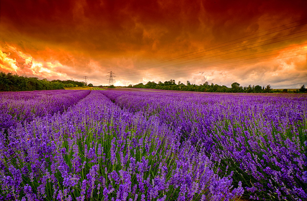 Lavender in Bloom Shot late evening to capture the deep co… Flickr