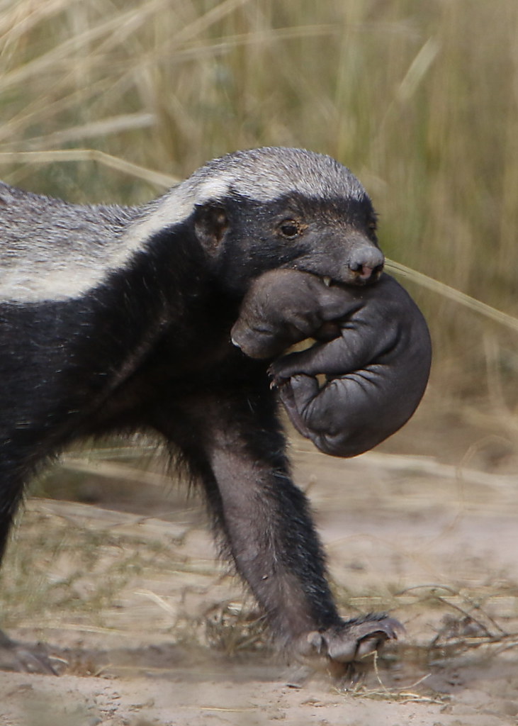 Honey badger, Mellivora capensis, carrying young pup in he… Flickr
