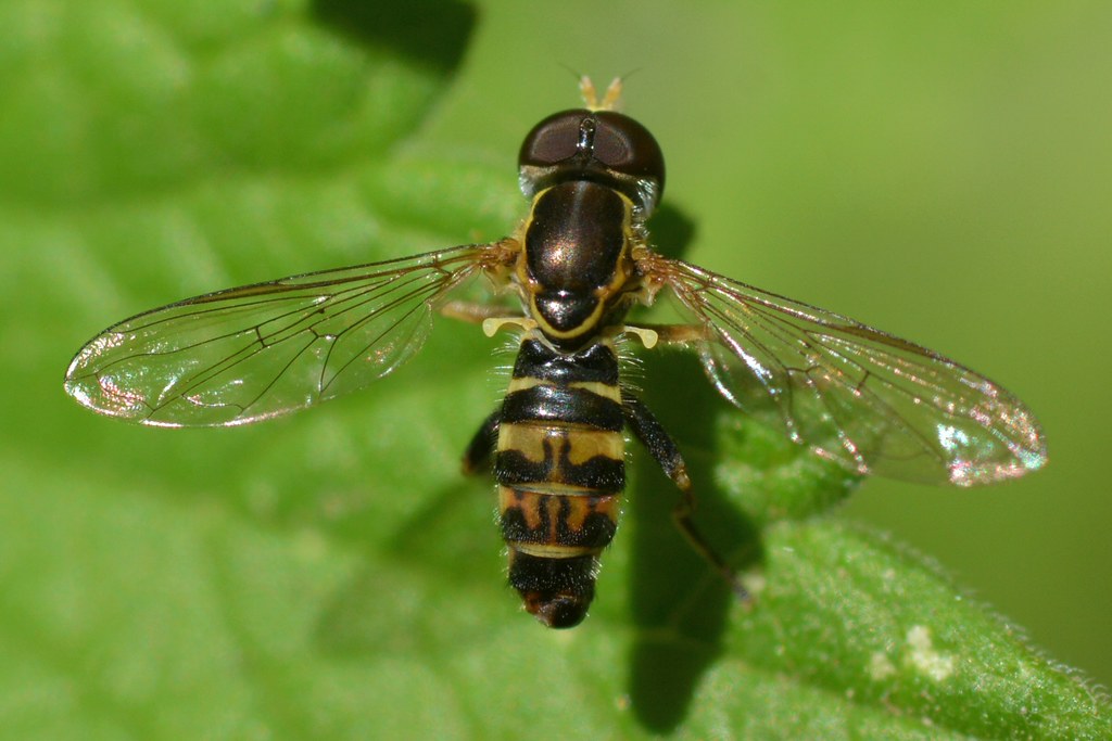 Syrphid Flower Fly (Syrphidae, Diptera) in the garden Flickr