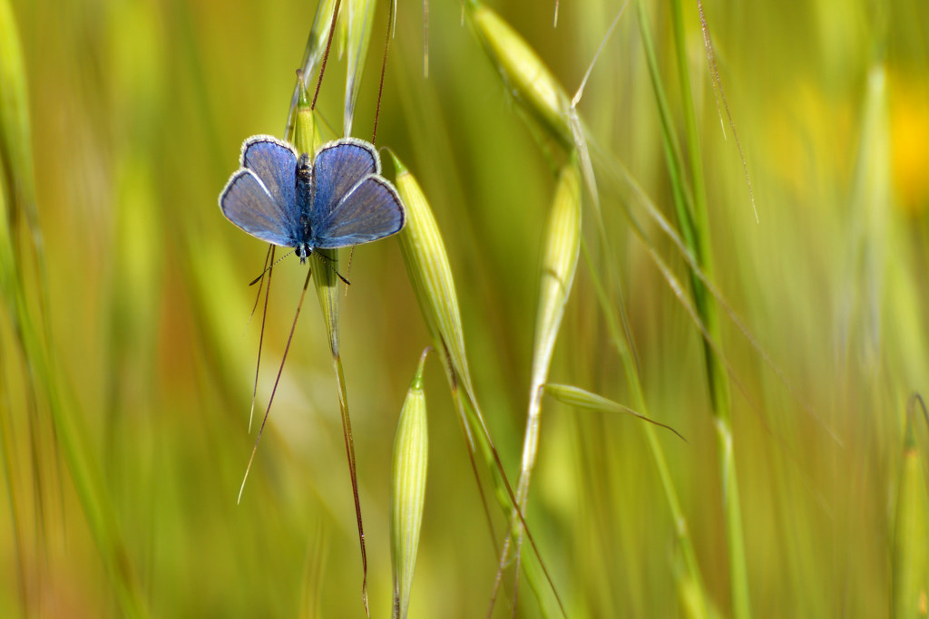 La farfalletta tra l'erbetta marino abbatelli Flickr