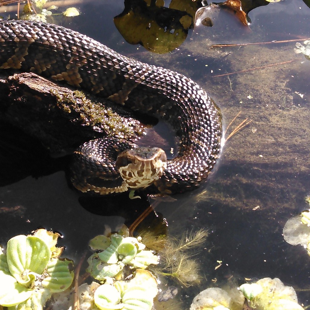 Water moccasin or cotton mouth John Flickr