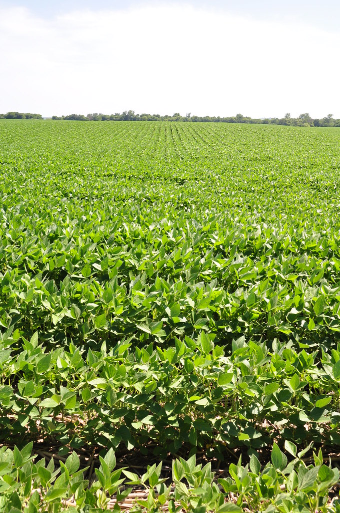 Cover Crops Johnson Soybeans growing after cereal rye co… Flickr