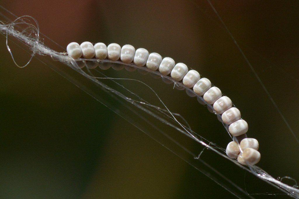 Tiny insect eggs on a spider web Sometime I find things … Flickr