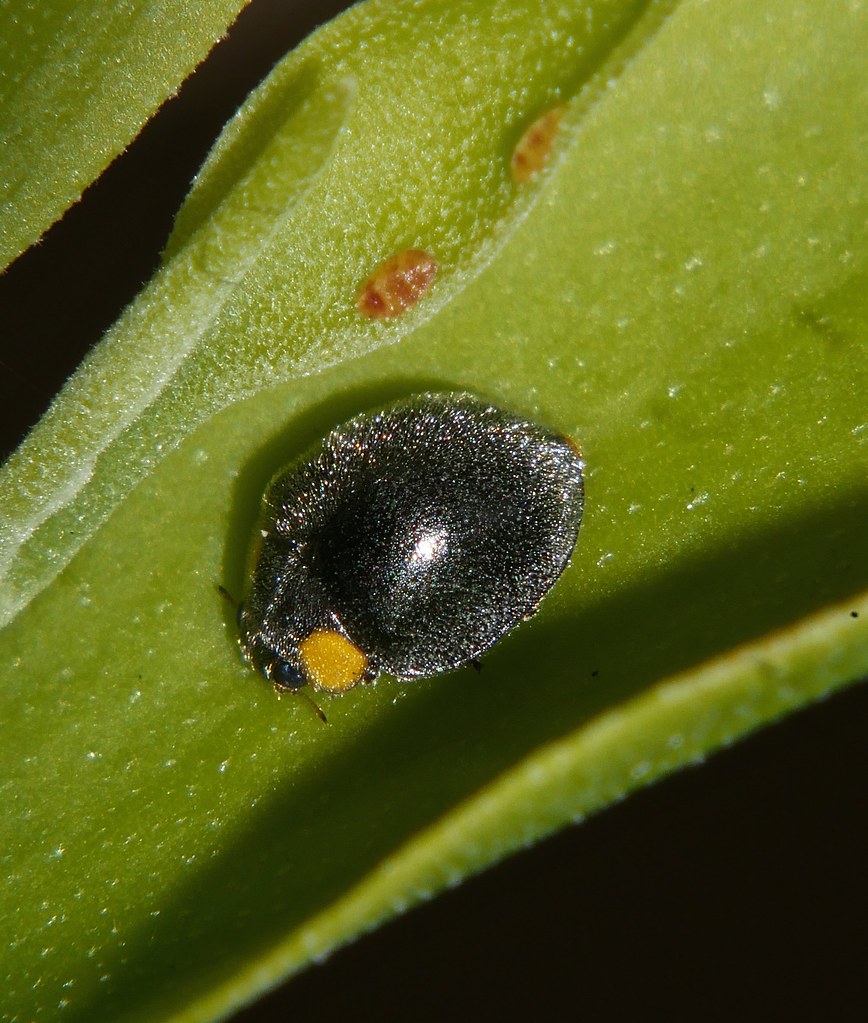 Yellow Shouldered Ladybird Apolinus lividigaster Coccinell… Flickr