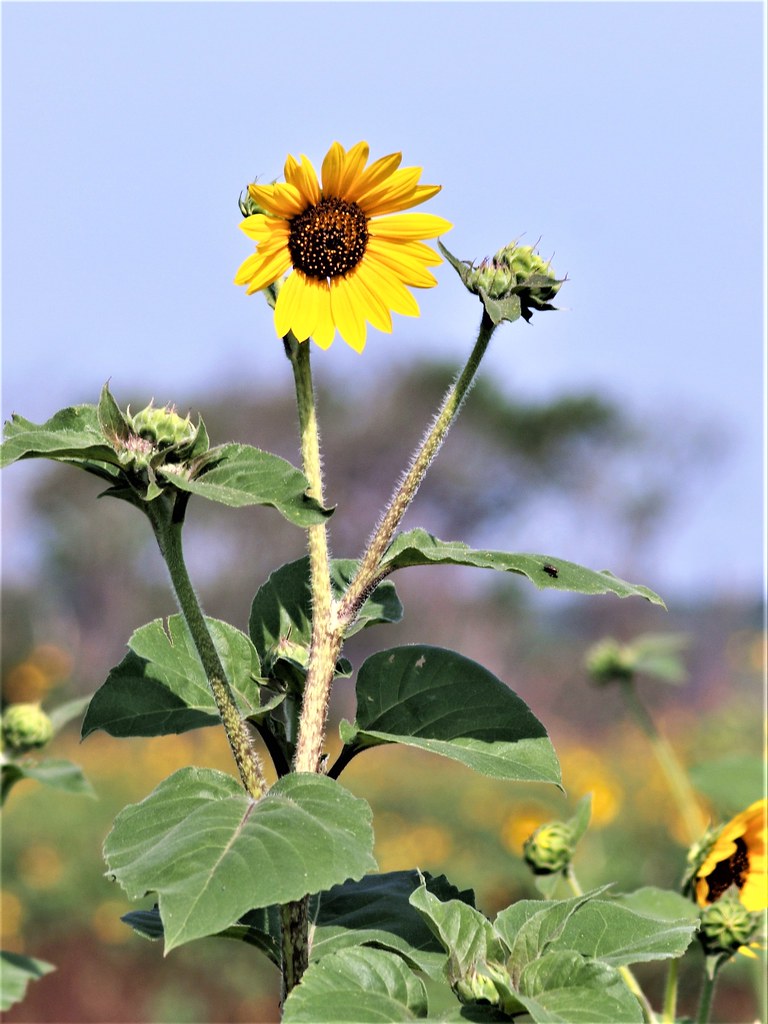 Plants Common Sunflower by Brenda Loveless Helianthus an… U.S