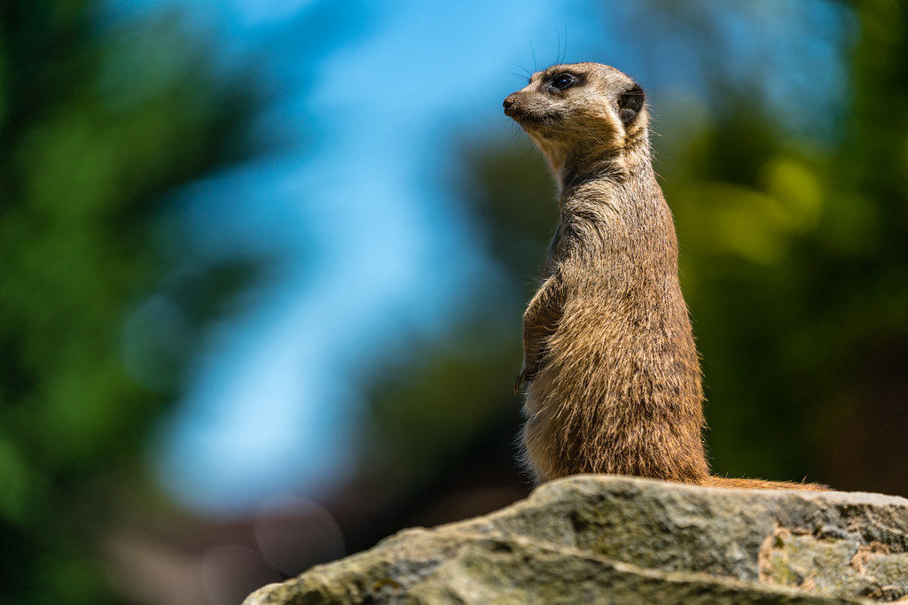 Belfast Zoo Meerkat Belfast Zoo July 2017 Flickr