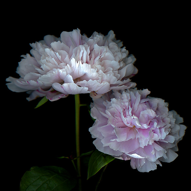 ADORABLE BLOOMS… Peony The peony is among the longestused… Flickr