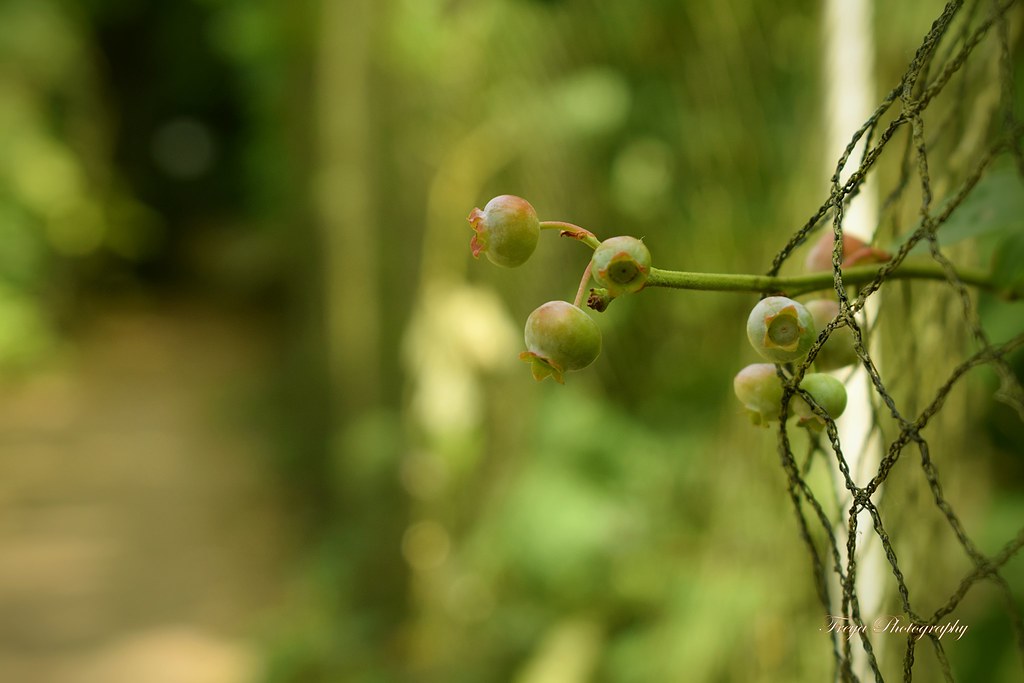 Green... A hedge between keeps friendship green (proverb) … Flickr