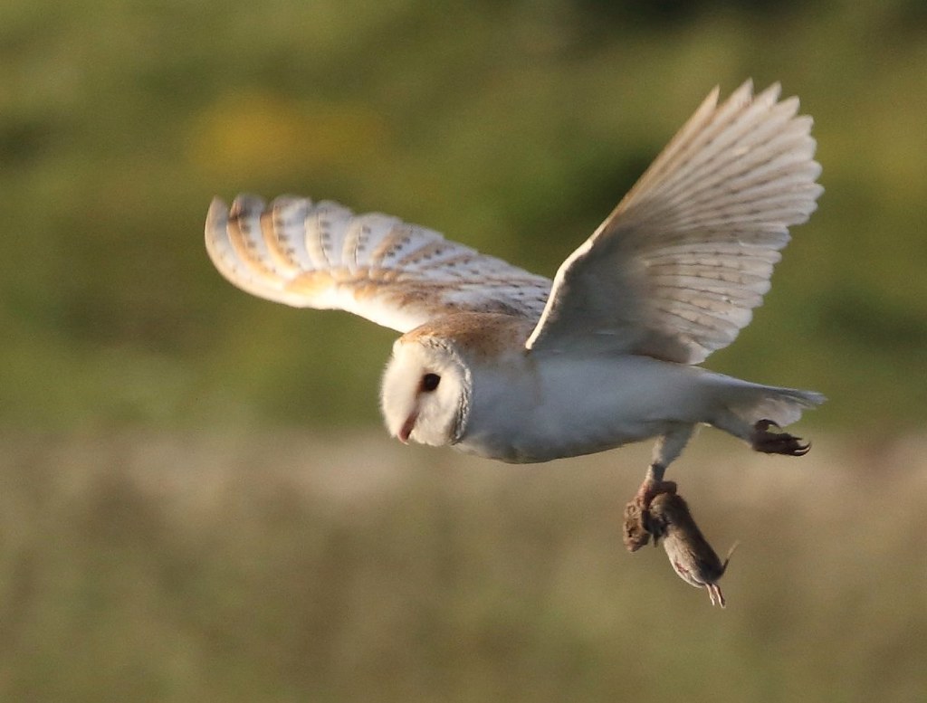 Barn owl with prey Anna Bilska Flickr