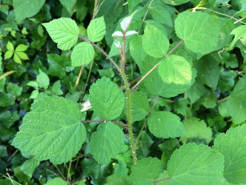 Weed of the Month Poison Ivy Brooklyn Botanic Garden
