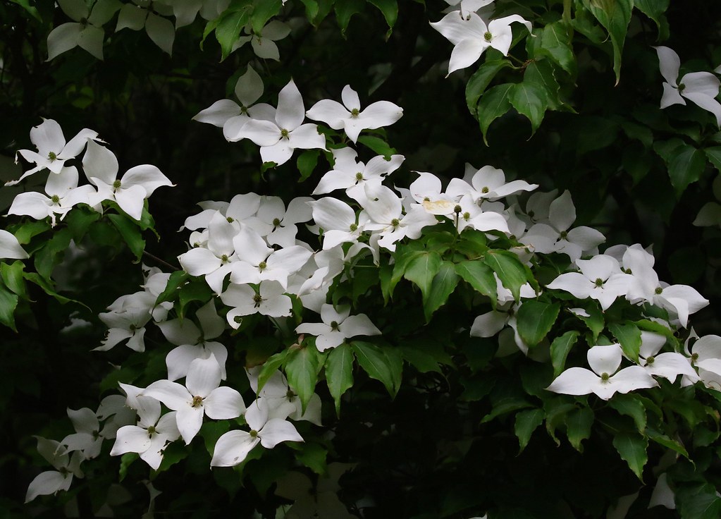 Kousa Dogwood Under the same moon... Flickr