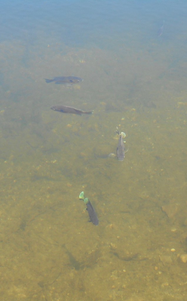 fish at Ashley Reservoir inatangle Flickr