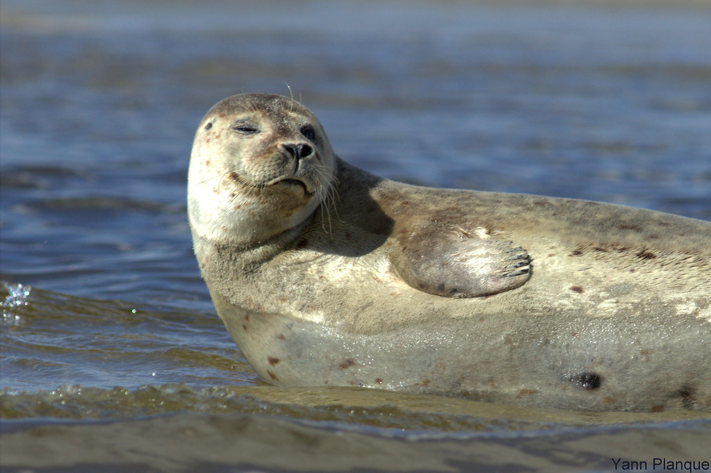 Phoque veaumarin / Harbour seal (Phoca vitulina) Photo pr… Flickr