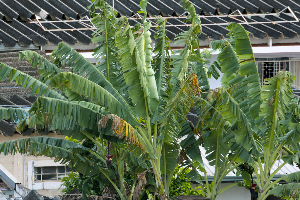 Banana Plants Several Months Flickr