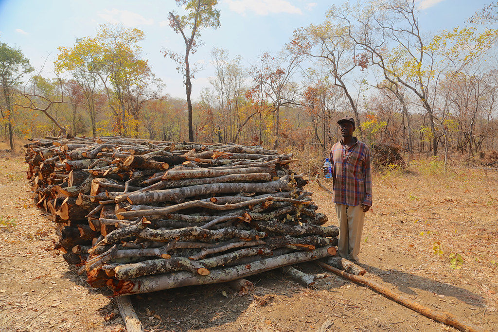 Charcoal production in Nyimba, Zambia A charcoal producer,… Flickr
