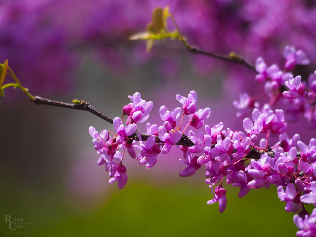 New England Spring Blossoms Flowering trees in bloom on th… Flickr