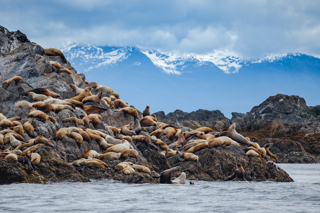 Steller Sea Lions Alaska Rugged, isolated, teeming with li… Flickr