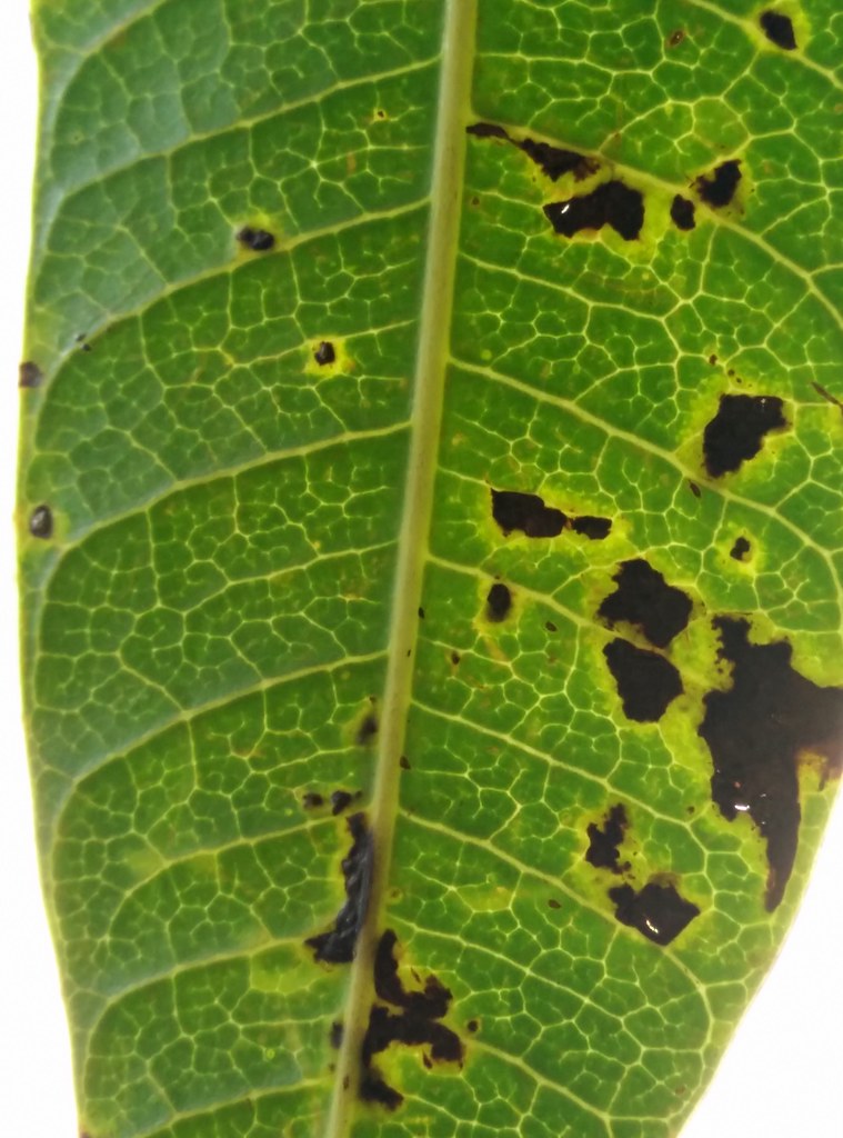 Flickriver Photoset 'Mango Bacterial black spot' by Plant pests and
