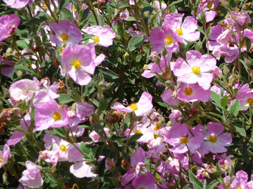 Arundel and Arundel Castle Arundel and Arundel Castle Flickr