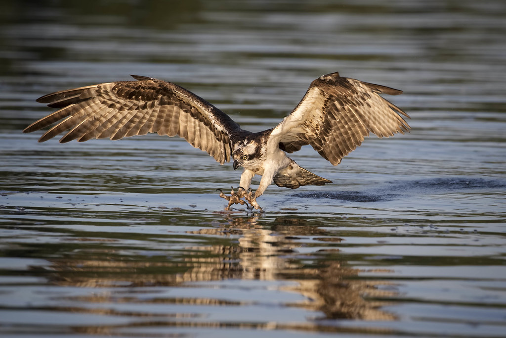 Expert Fisherman...{Explored} Fishing Osprey Scott S Flickr