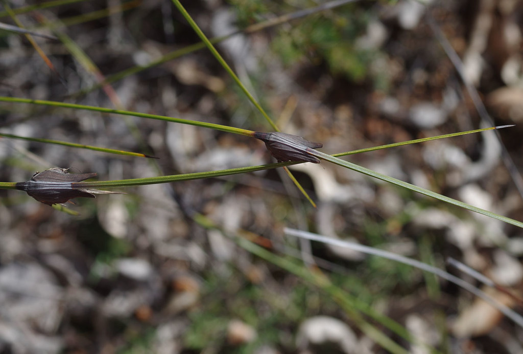 Mesomelaena tetragona, Blue Rock, near Jarrahdale, WA, 14/… Flickr