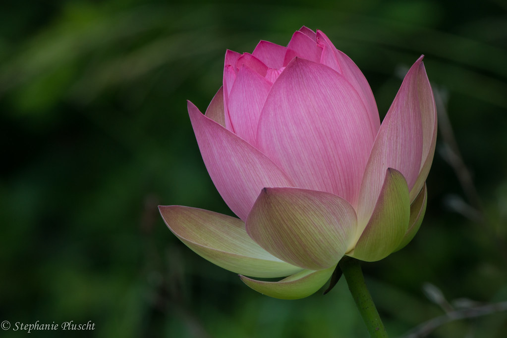 Lotus Charles Wood Japanese Garden Mobile, AL Stephanie Pluscht