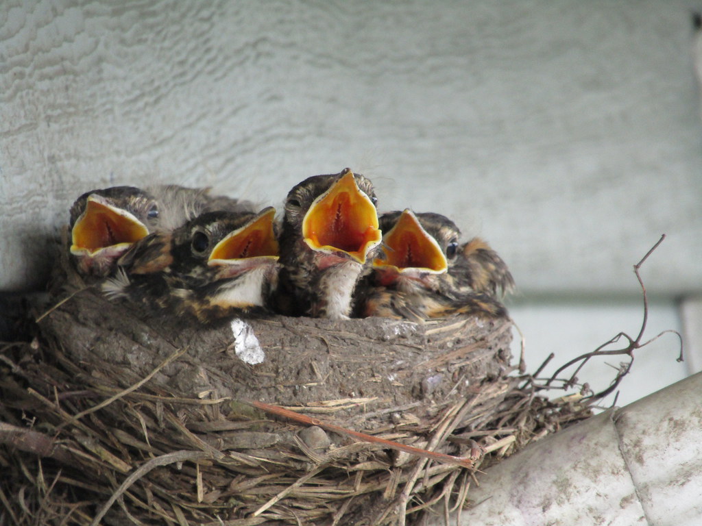 Baby Robins Baby robins, in my backyard. Did you know that… Flickr