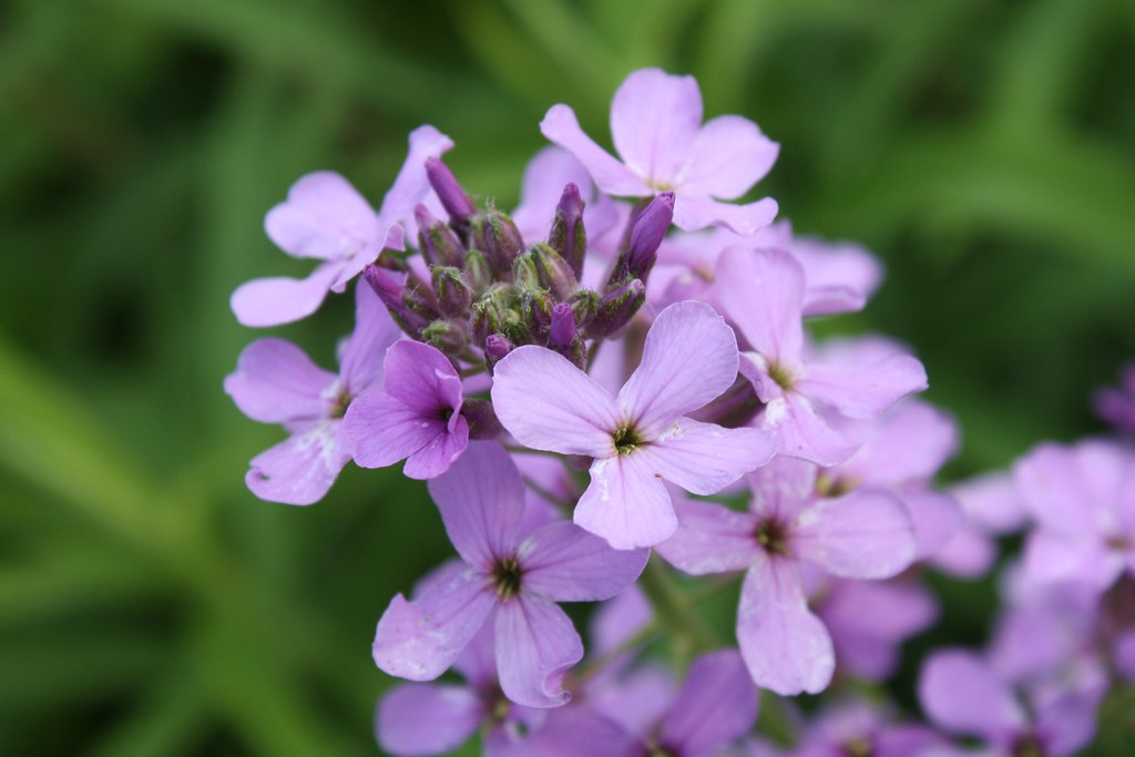 201778. DV 1 Ainsworth, Indiana, May 2017 Ainsworthiana Flickr